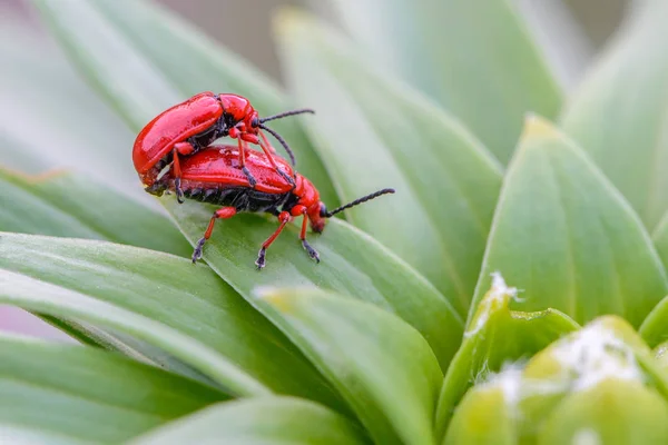 İki kırmızı kanlı burunlu böceği