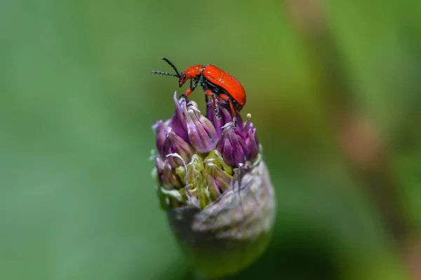 Red beetle leaf beetle with a shiny peacock