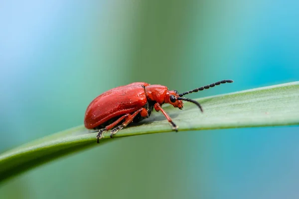Czerwony chrząszcz krwawy nosem — Zdjęcie stockowe