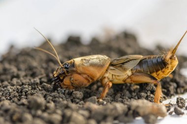 Büyük bir böcek ülkesinde - gryllotalpa portresi