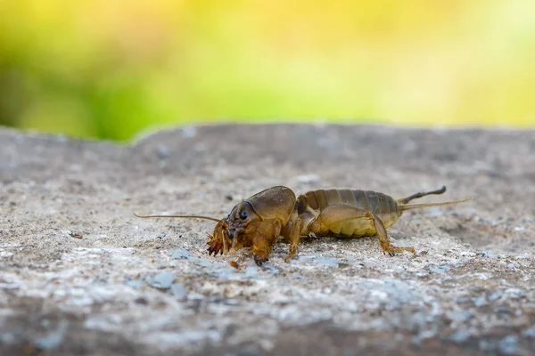 Das Porträt eines großen Insekts, das im Land lebt - gryllotalpa — Stockfoto