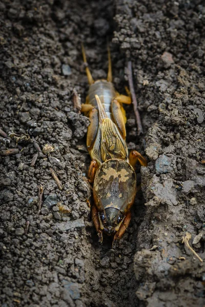Büyük bir böcek ülkesinde - gryllotalpa portresi