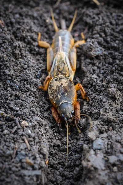 The portrait of a large insect living in the land - gryllotalpa — Stock Photo, Image