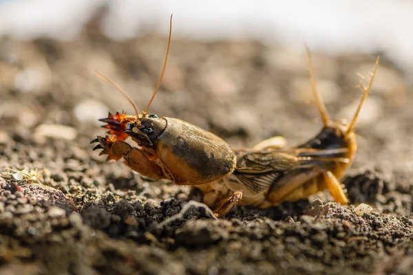 Das Porträt eines großen Insekts, das im Land lebt - gryllotalpa — Stockfoto