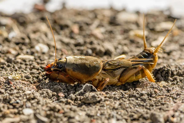 The portrait of a large insect living in the land - gryllotalpa — Stock Photo, Image