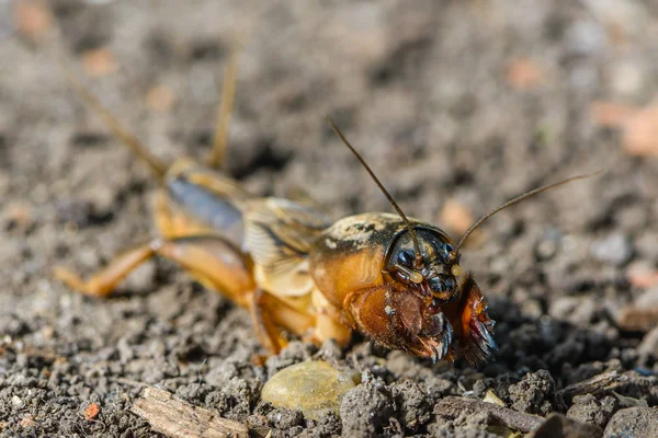 Das Porträt eines großen Insekts, das im Land lebt - gryllotalpa — Stockfoto