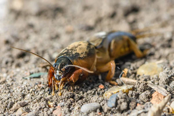 Büyük bir böcek ülkesinde - gryllotalpa portresi
