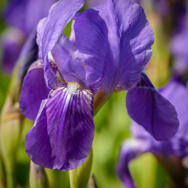 Güzel Iris çiçek mavi çiçek yaprakları ile