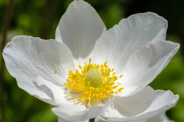 Snowdrop anemone bloesem - grote witte bloem met gele meeldraad — Stockfoto