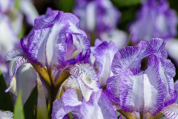 Iris güzel çiçek leylak bir kenar ile beyaz renkteki büyük yaprakları ile — Stok fotoğraf