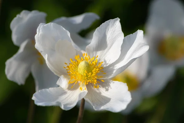 Kardelen anemon çiçeği - sarı ercik ile büyük beyaz çiçek