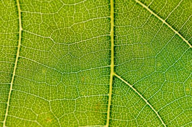 Yeşil yaprak üzüm yakın çekim Lümen için alınır