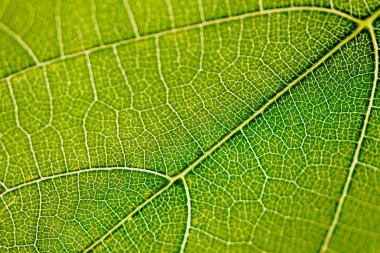 Yeşil yaprak üzüm yakın çekim Lümen için alınır