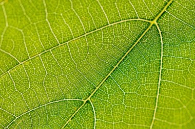 Yeşil yaprak üzüm yakın çekim Lümen için alınır