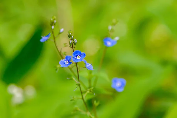 Veronica mavi çiçekler iki stamens ve havaneli yakın çekim