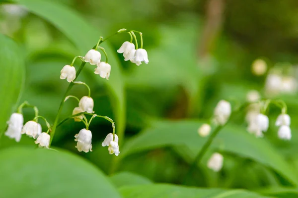 Maiglöckchen des Tales blühen mit weißen Knospen in Form von Glocken — Stockfoto