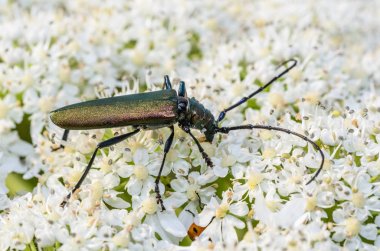 Uzun bıyıklı çok büyük böceği önümüzdeki üzerinde oturur 