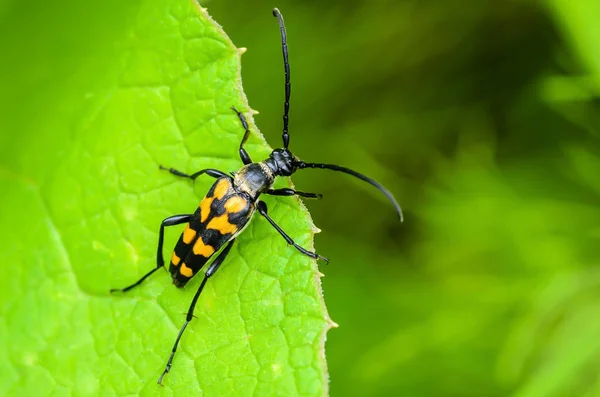Uzun mustachessitting ile leptura quadrifasciata böceği kenarına bir yaprak