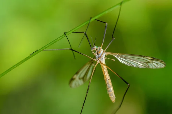 Mosquito of tipulidae with green eyes hanging on four paws — Stock Photo, Image