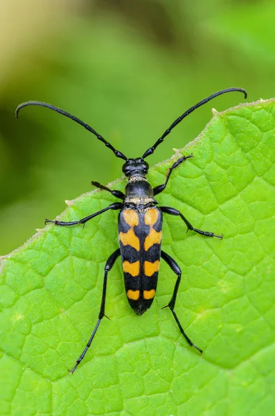 Kever van leptura quadrifasciata met lange mustachessitting aan de rand van een blad — Stockfoto