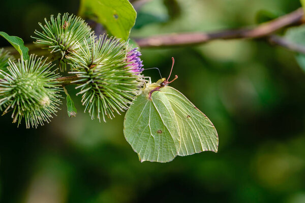 Butterfly of lemongrass gathers nectar from prickly buds of burdock