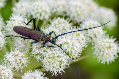 Uzun bıyıklı çok büyük böceği önümüzdeki üzerinde oturur 