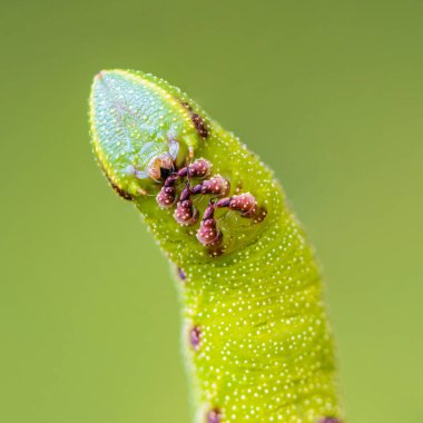 Keskin alışılmadık kalın caterpillar güzel 