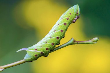 Keskin alışılmadık kalın caterpillar güzel 