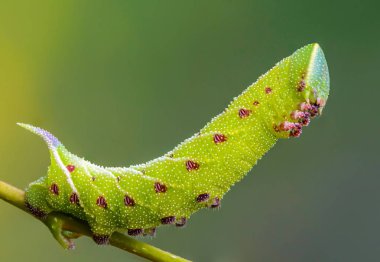 Keskin alışılmadık kalın caterpillar güzel 