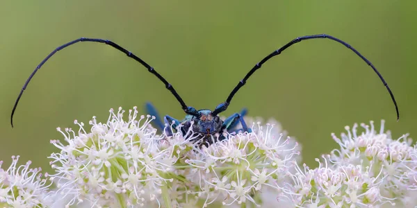 Uzun bıyıklı çok büyük böceği önümüzdeki üzerinde oturur 