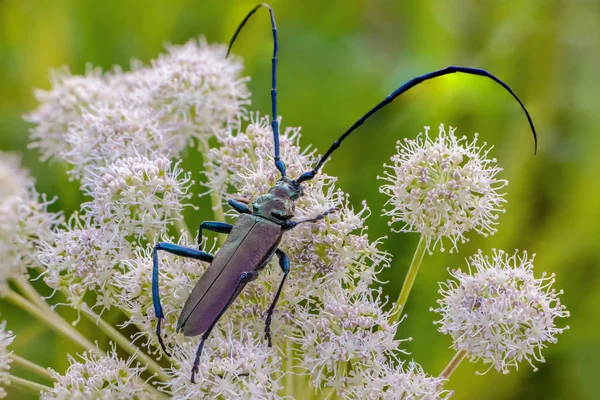 Uzun bıyıklı çok büyük böceği önümüzdeki üzerinde oturur 