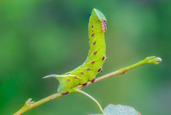 Die ungewöhnlich dicke Raupe der Sphingidae wunderschön — Stockfoto