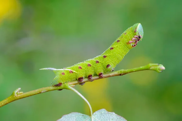 A lagarta grossa incomum do sphingidae lindamente — Fotografia de Stock