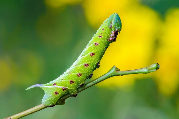 A szokatlan vastag hernyó a sphingidae szépen — Stock Fotó