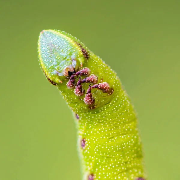 Die ungewöhnlich dicke Raupe der Sphingidae wunderschön — Stockfoto