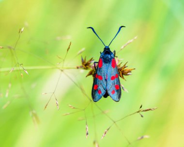 Kanatlarında parlak noktalar uyarmak 