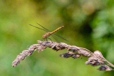 Büyük sarı yusufçuk sympetrum vulgatum çimen kuru bir bıçak üzerinde oturdu
