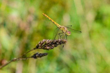 Büyük sarı yusufçuk sympetrum vulgatum çimen kuru bir bıçak üzerinde oturdu
