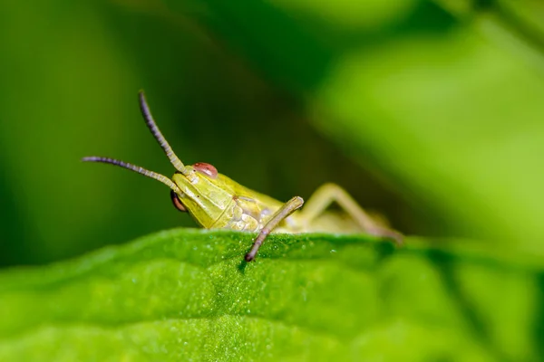 Porträt einer Heuschrecke, die hinter grünem Blatt hervorlugt — Stockfoto