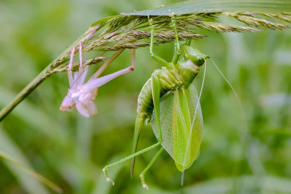 Hemen deri değiştirme sonra dişi çekirge çimenlerin üzerinde oturur