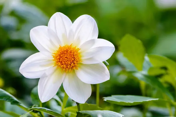 Große Blume mit weißen Blütenblättern und orangefarbener Knospe — Stockfoto