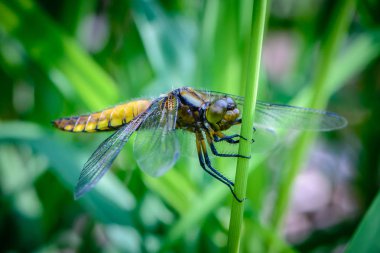 Sarı bir göbek ile büyük yusufçuk bir ot sapı üzerinde oturur
