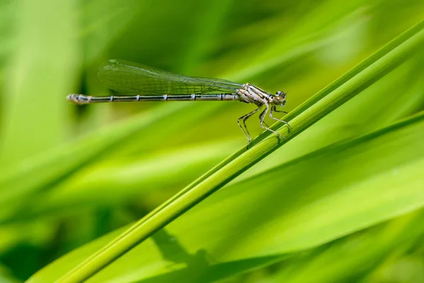 Libélula fina graciosa com asas azuis senta-se em uma folha de grama — Fotografia de Stock