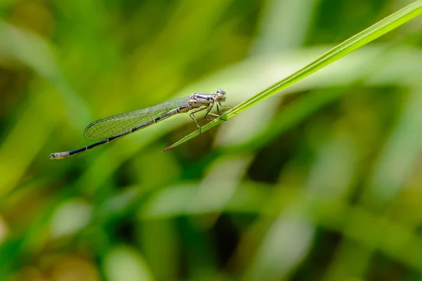 Libélula fina graciosa com asas azuis senta-se em uma folha de grama — Fotografia de Stock