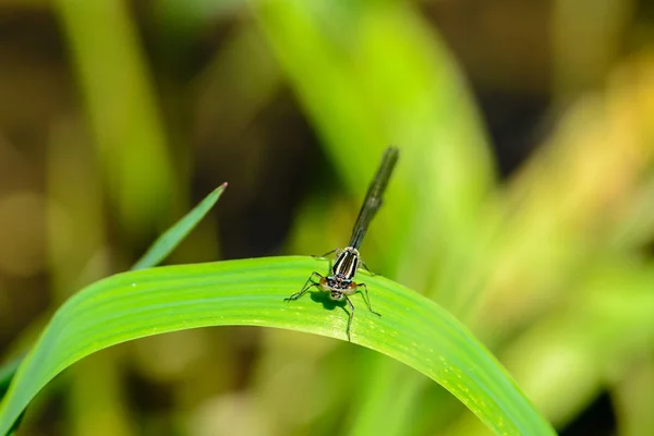 Изящная тонкая стрекоза с голубыми крыльями сидит на листке травы — стоковое фото