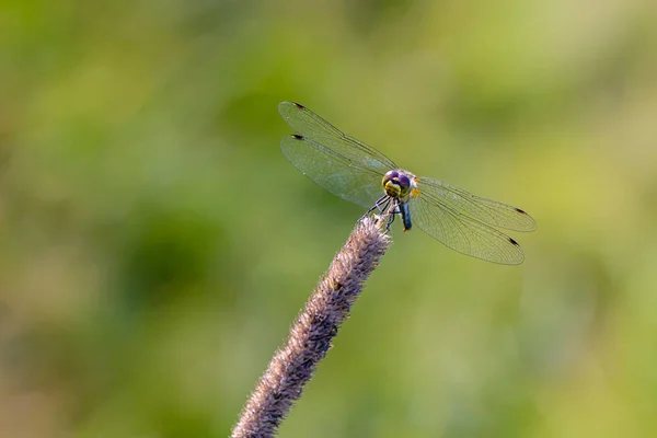 Libélula com asas de malha aberta senta-se no talo de grama em um prado — Fotografia de Stock