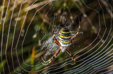 Kadın eşek arısı örümcek