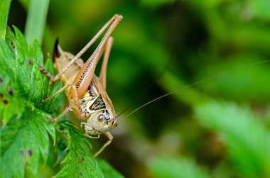 Uzun bıyıklı bir dişi çekirge portresi