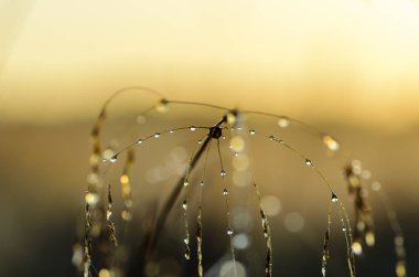 Çimlerin üzerindeki çiy damlaları 
