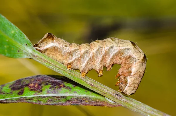 Barna caterpillar cutworm — Stock Fotó